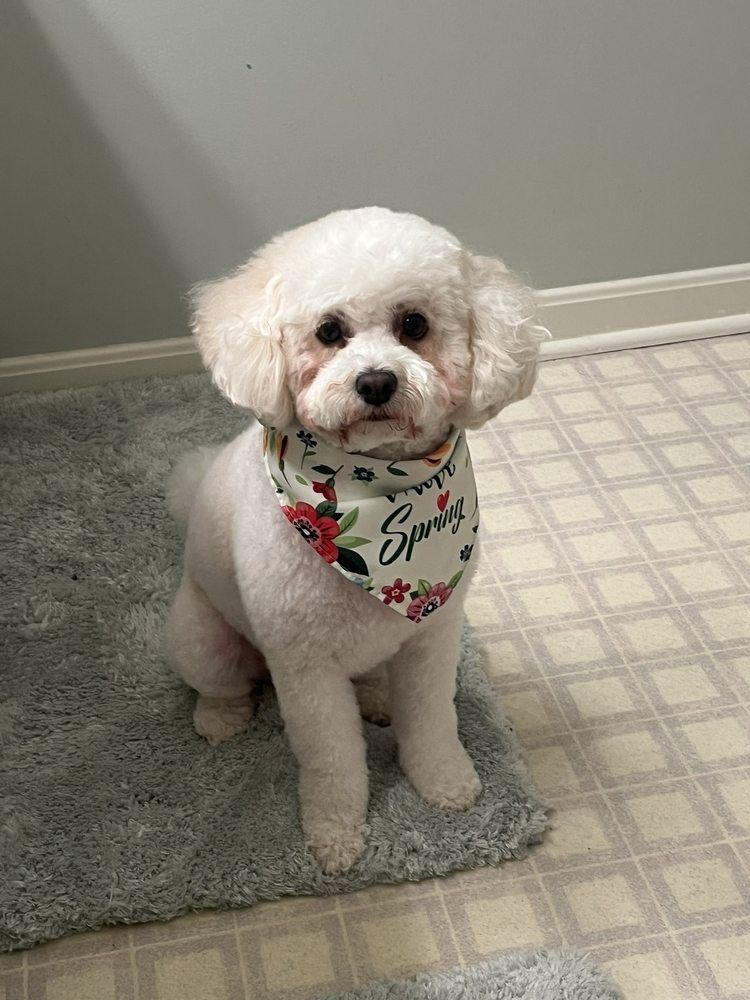 Bichon frise with a floral spring bandana after a full haircut