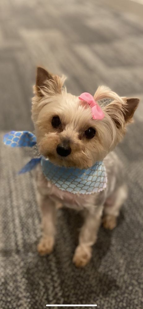 Yorkshire terrier with a pink bow and patterned bandana
