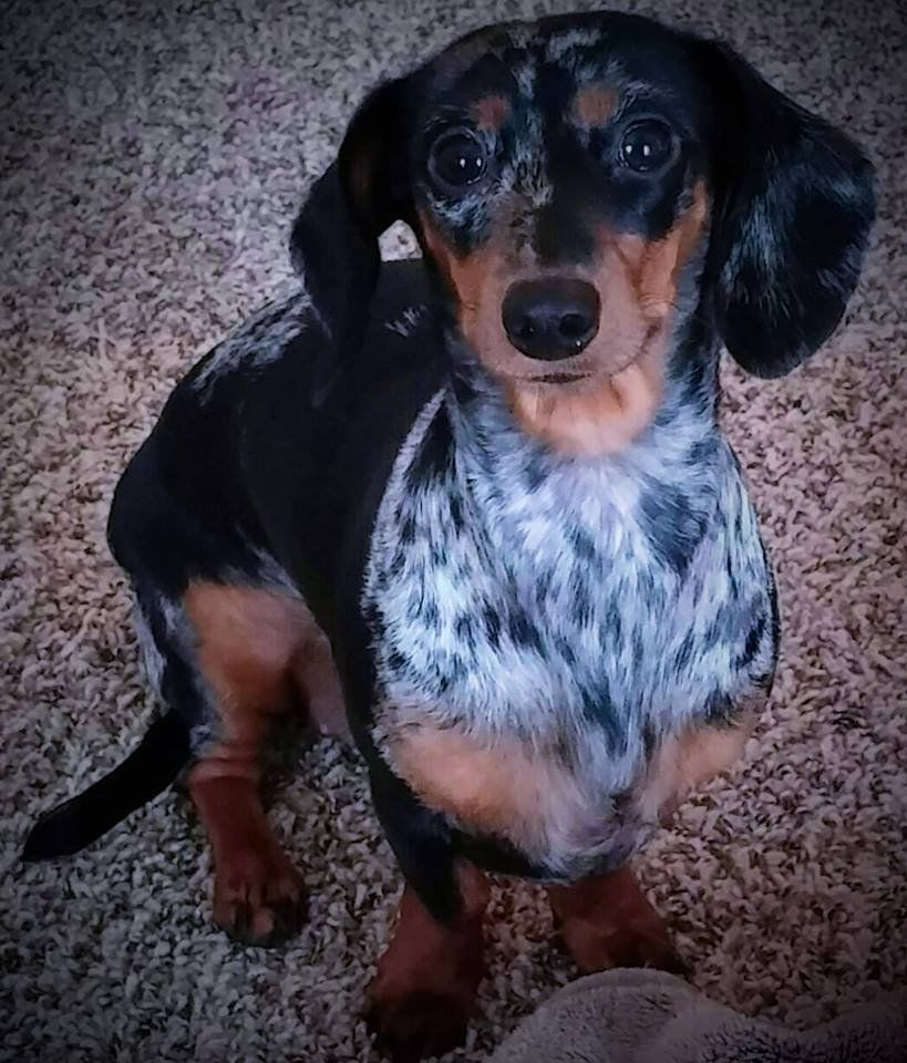 Dapple dachshund sitting after a bath and brush-out
